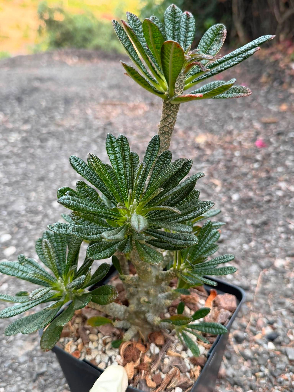 Dorstenia Gigas #379 – Rare Caudex Succulent, 10" Tall in 6" Pot, Exotic Collector Plant