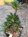 Dorstenia Gigas #379 – Rare Caudex Succulent, 10" Tall in 6" Pot, Exotic Collector Plant