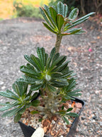 Dorstenia Gigas #379 – Rare Caudex Succulent, 10" Tall in 6" Pot, Exotic Collector Plant