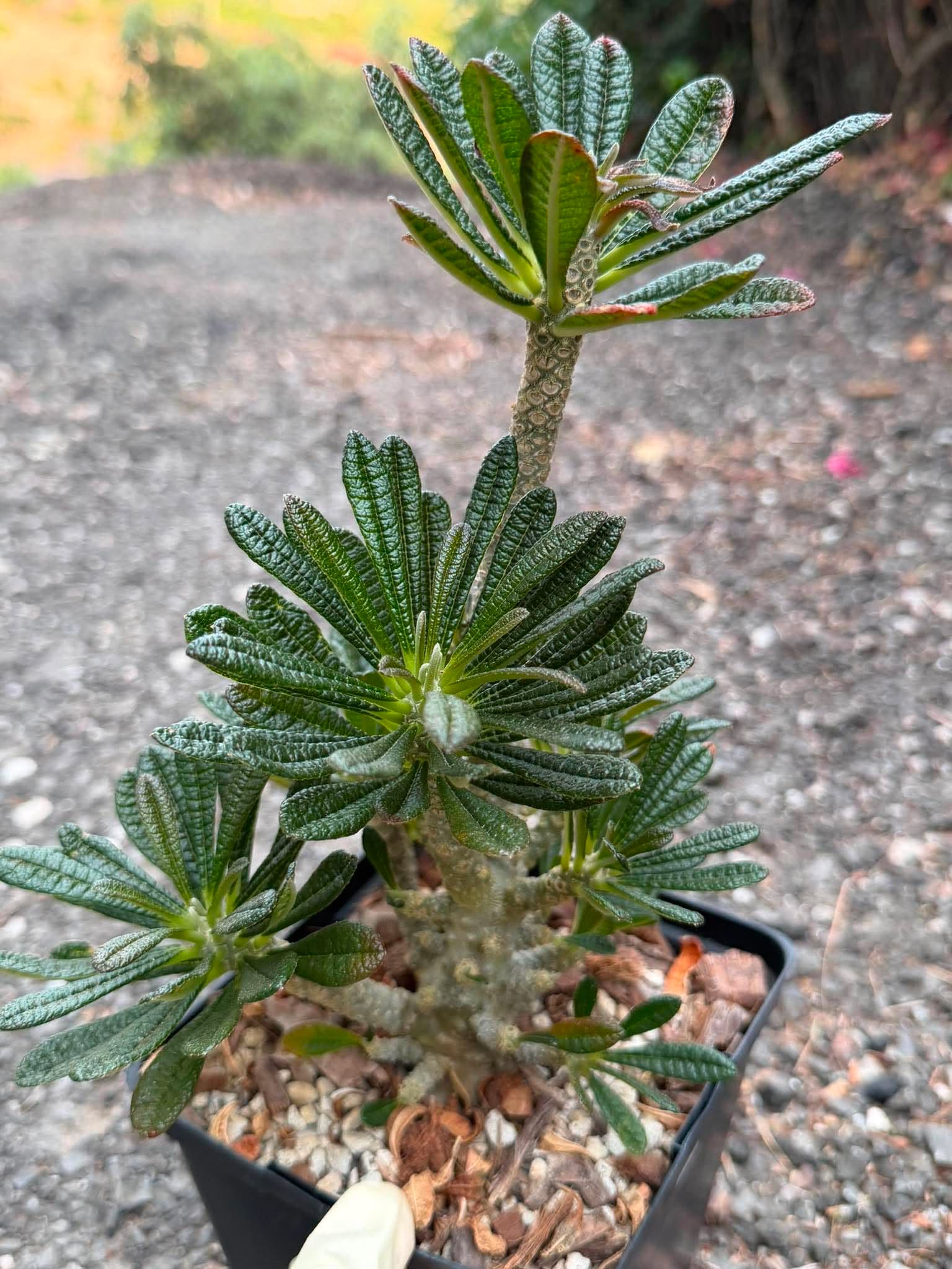 Dorstenia Gigas #379 – Rare Caudex Succulent, 10" Tall in 6" Pot, Exotic Collector Plant