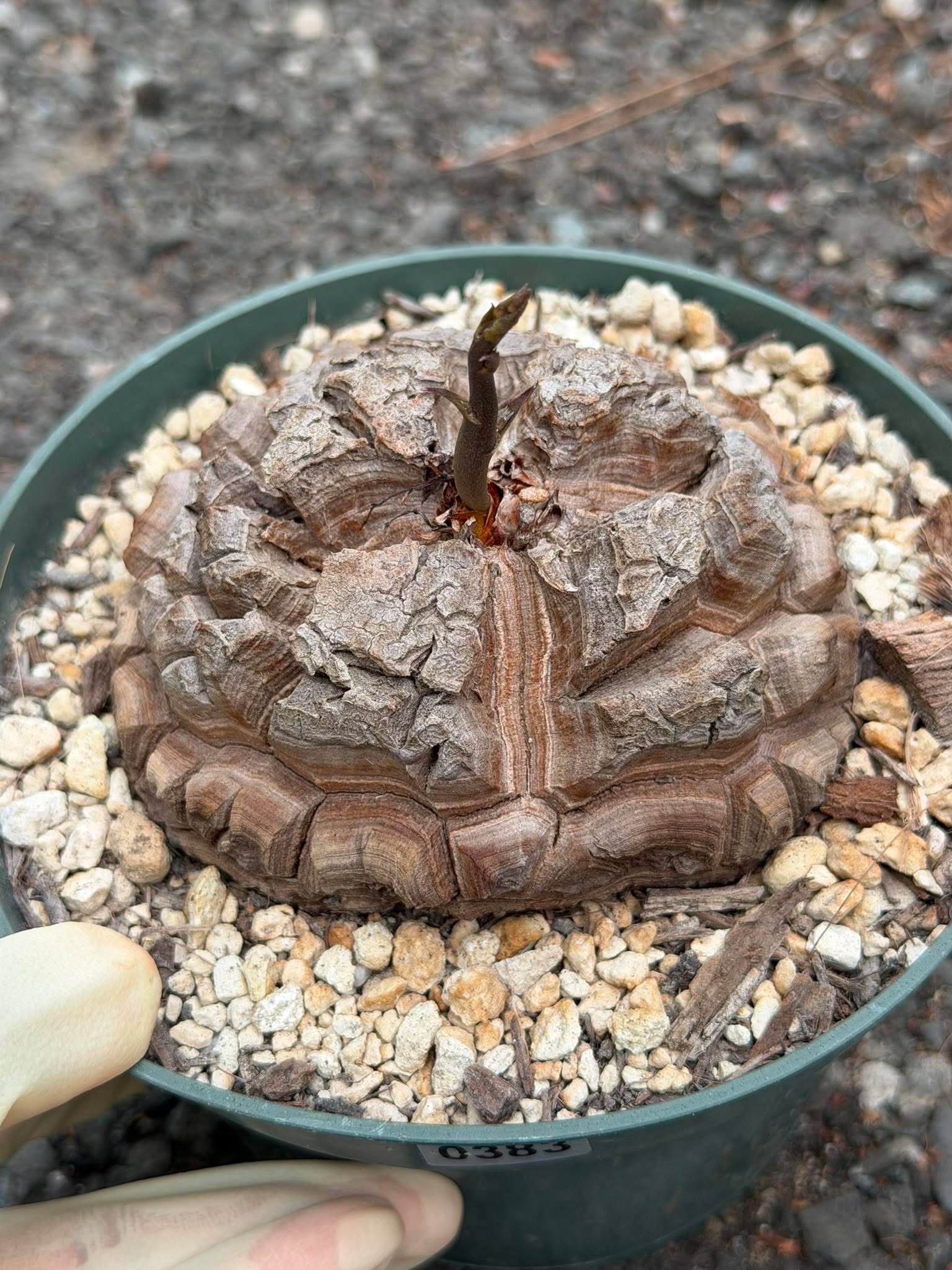 Dioscorea elephantipes #383 | Rare Seed Grown Caudex Succulent | 4″ Length & Width in 6″ Pot