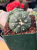 Rare Double Astrophytum Kikko Turtle Cactus #620 | Seed Grown Collector Plant | 3.25″ Height in 3.5″ Pot | Unique Succulent