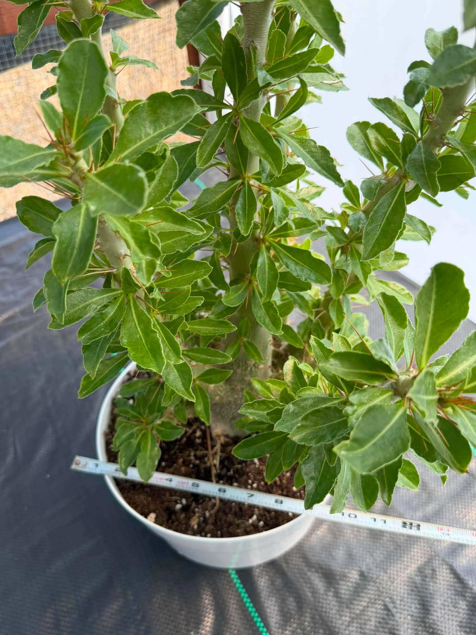 Pachypodium saundersii | Rare Caudiciform Succulent | Premium Collector Plant with Sculptural Caudex