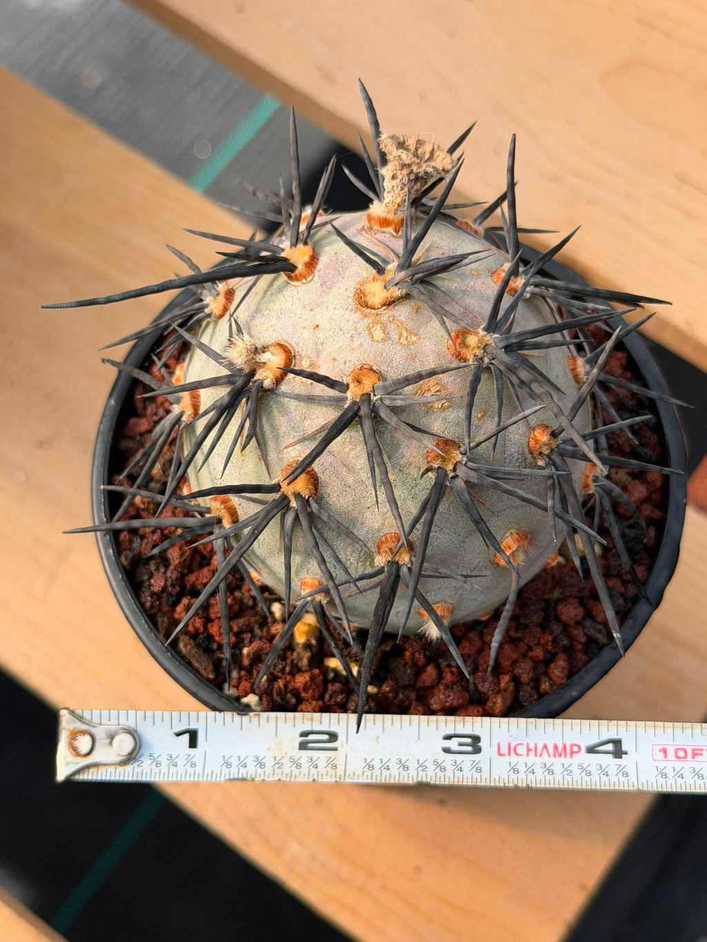 Tephrocactus Geometricus ‘Diablo’ | Rare Black Spine Cactus Succulent | Live Plant #158