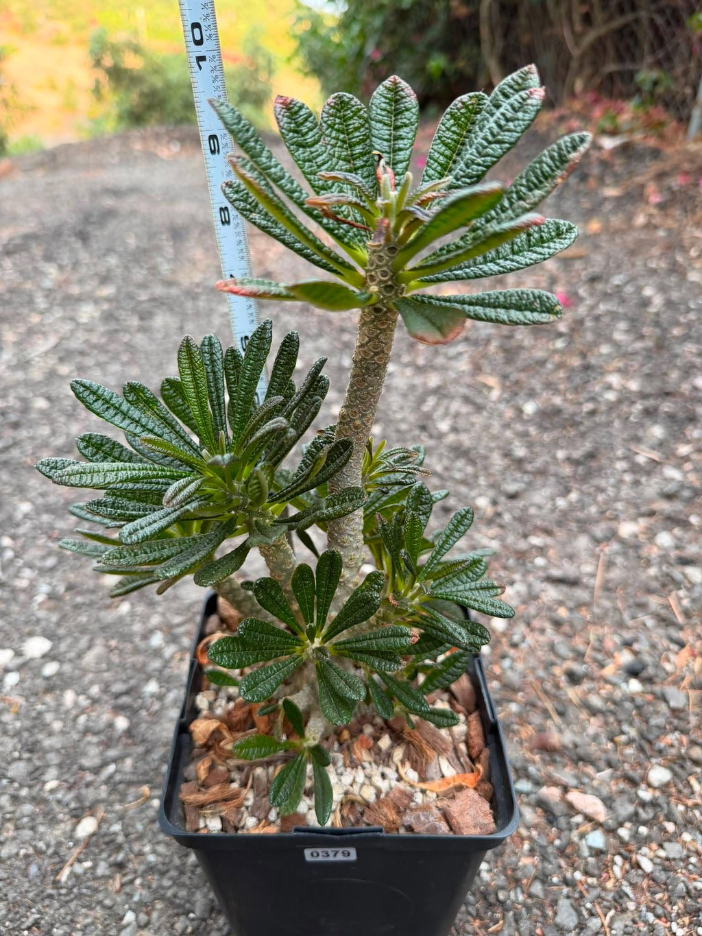 Dorstenia Gigas #379 – Rare Caudex Succulent, 10" Tall in 6" Pot, Exotic Collector Plant