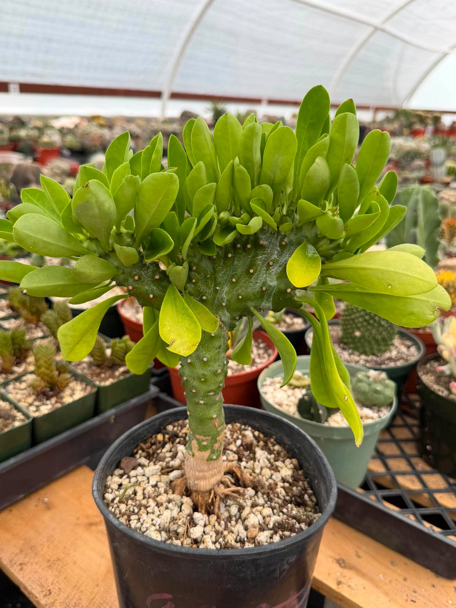 Rare Euphorbia Neriifolia f. Cristata Crested Succulent Cactus Collector Plant