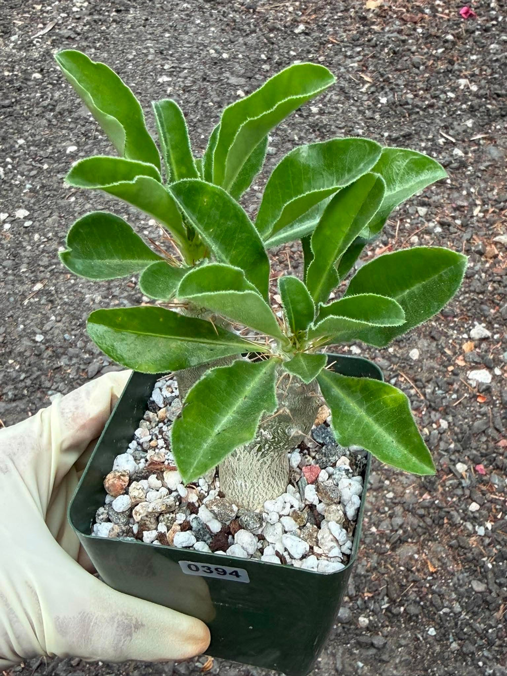 Pachypodium saundersii Double Heads #394 | Rare Seed Grown Succulent | 3.5″ Height in 3.5″ Pot