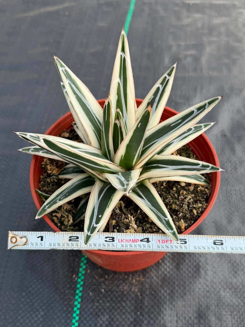 Agave ‘White Rhino’ Succulent in 6″ Pot | Rare Variegated Agave Plant #489 | Indoor Desert Plant | Unique Collector Succulent