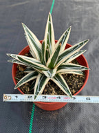 Agave ‘White Rhino’ Succulent in 6″ Pot | Rare Variegated Agave Plant #489 | Indoor Desert Plant | Unique Collector Succulent