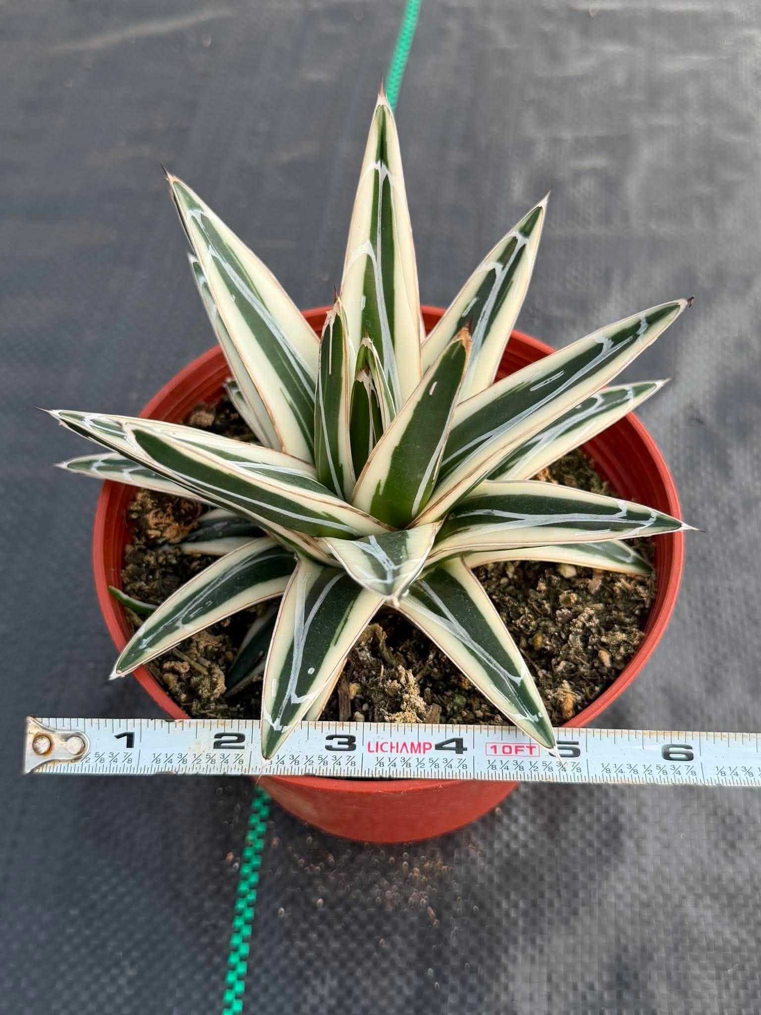 Agave ‘White Rhino’ Succulent in 6″ Pot | Rare Variegated Agave Plant #489 | Indoor Desert Plant | Unique Collector Succulent