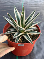 Agave ‘White Rhino’ Succulent in 6″ Pot | Rare Variegated Agave Plant #489 | Indoor Desert Plant | Unique Collector Succulent