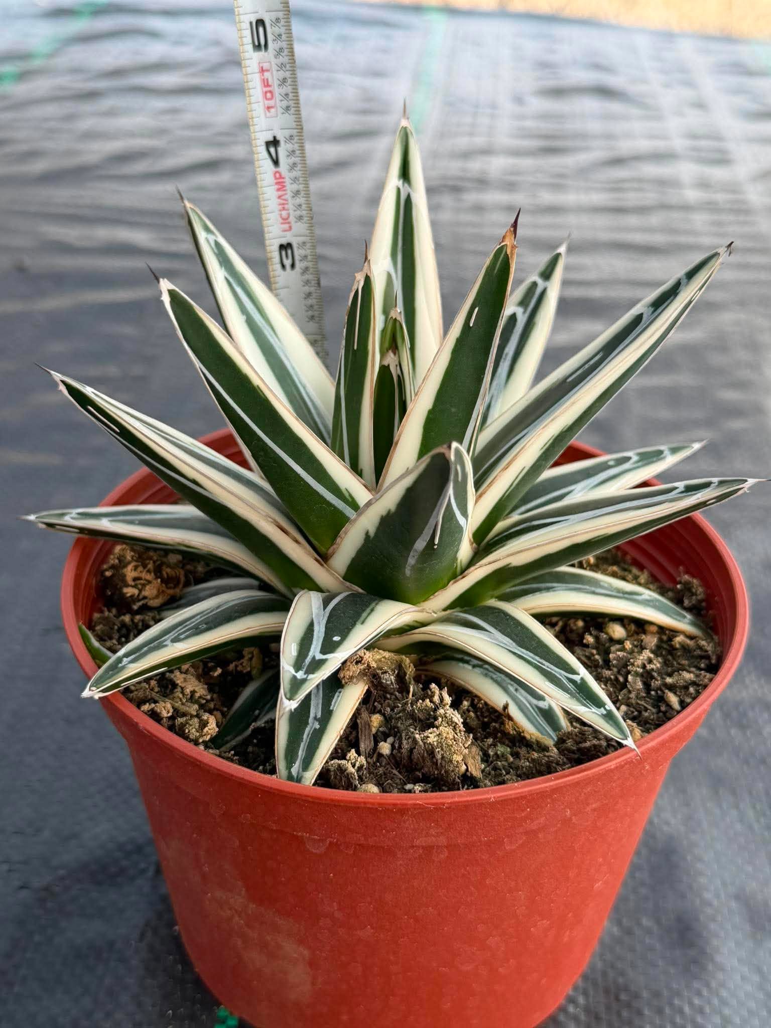 Agave ‘White Rhino’ Succulent in 6″ Pot | Rare Variegated Agave Plant #489 | Indoor Desert Plant | Unique Collector Succulent