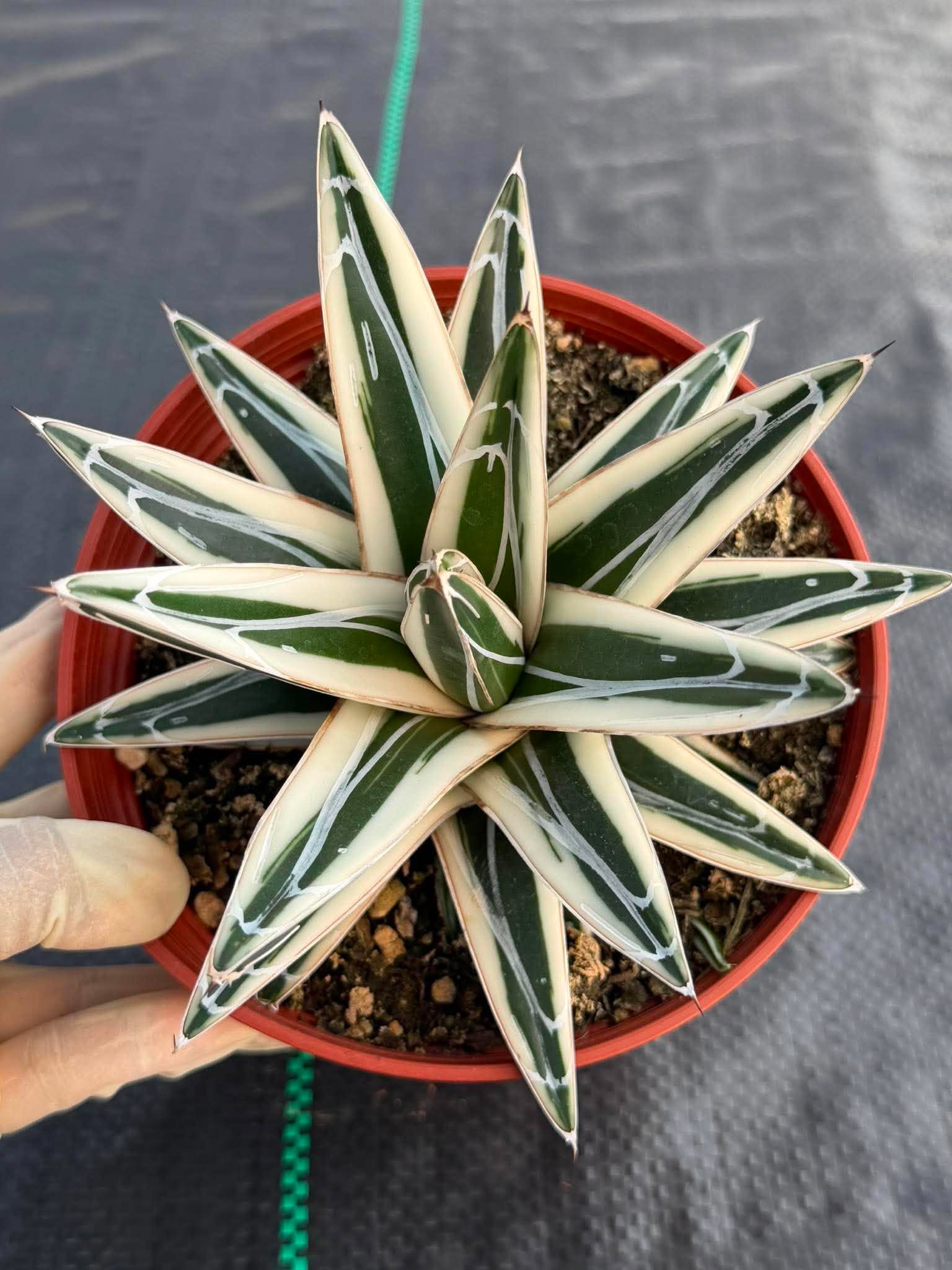 Agave ‘White Rhino’ Succulent in 6″ Pot | Rare Variegated Agave Plant #489 | Indoor Desert Plant | Unique Collector Succulent