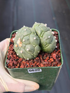 Rare Double Astrophytum Kikko Turtle Cactus #620 | Seed Grown Collector Plant | 3.25″ Height in 3.5″ Pot | Unique Succulent