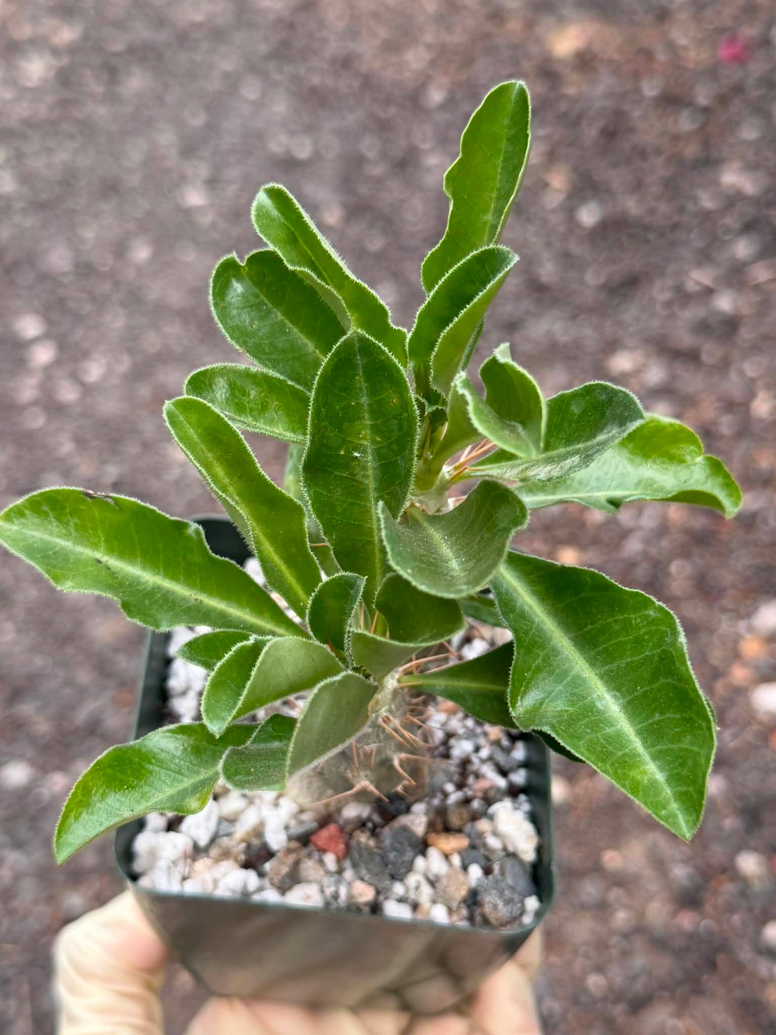 Pachypodium saundersii Double Heads #394 | Rare Seed Grown Succulent | 3.5″ Height in 3.5″ Pot