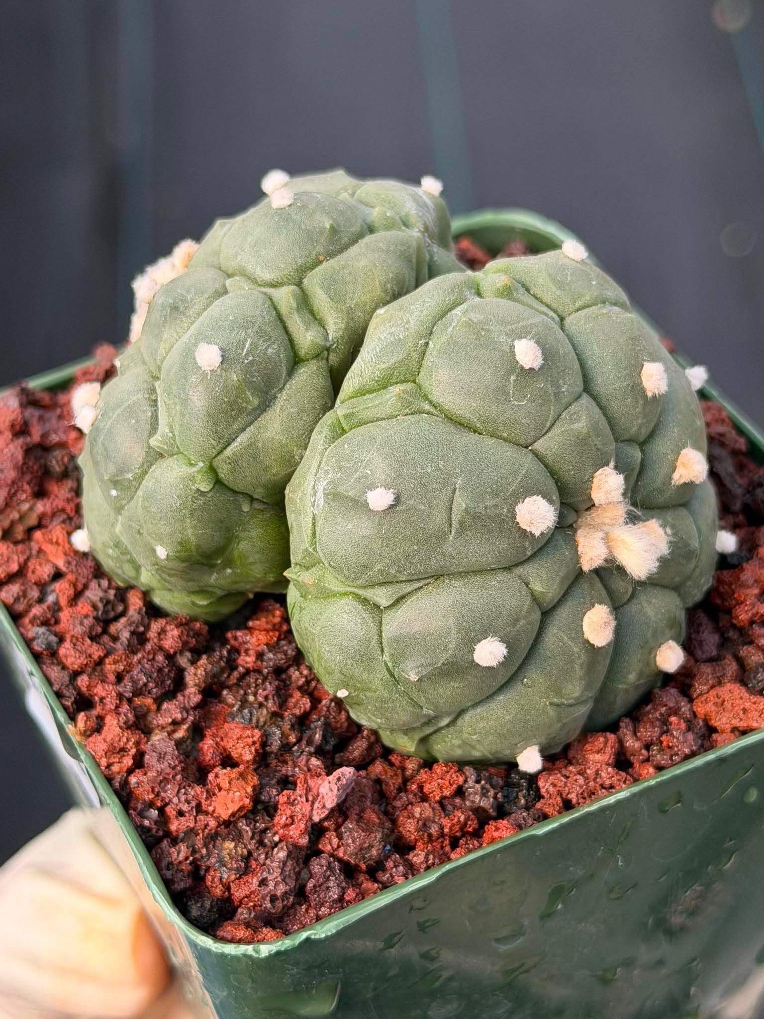 Rare Double Astrophytum Kikko Turtle Cactus #620 | Seed Grown Collector Plant | 3.25″ Height in 3.5″ Pot | Unique Succulent