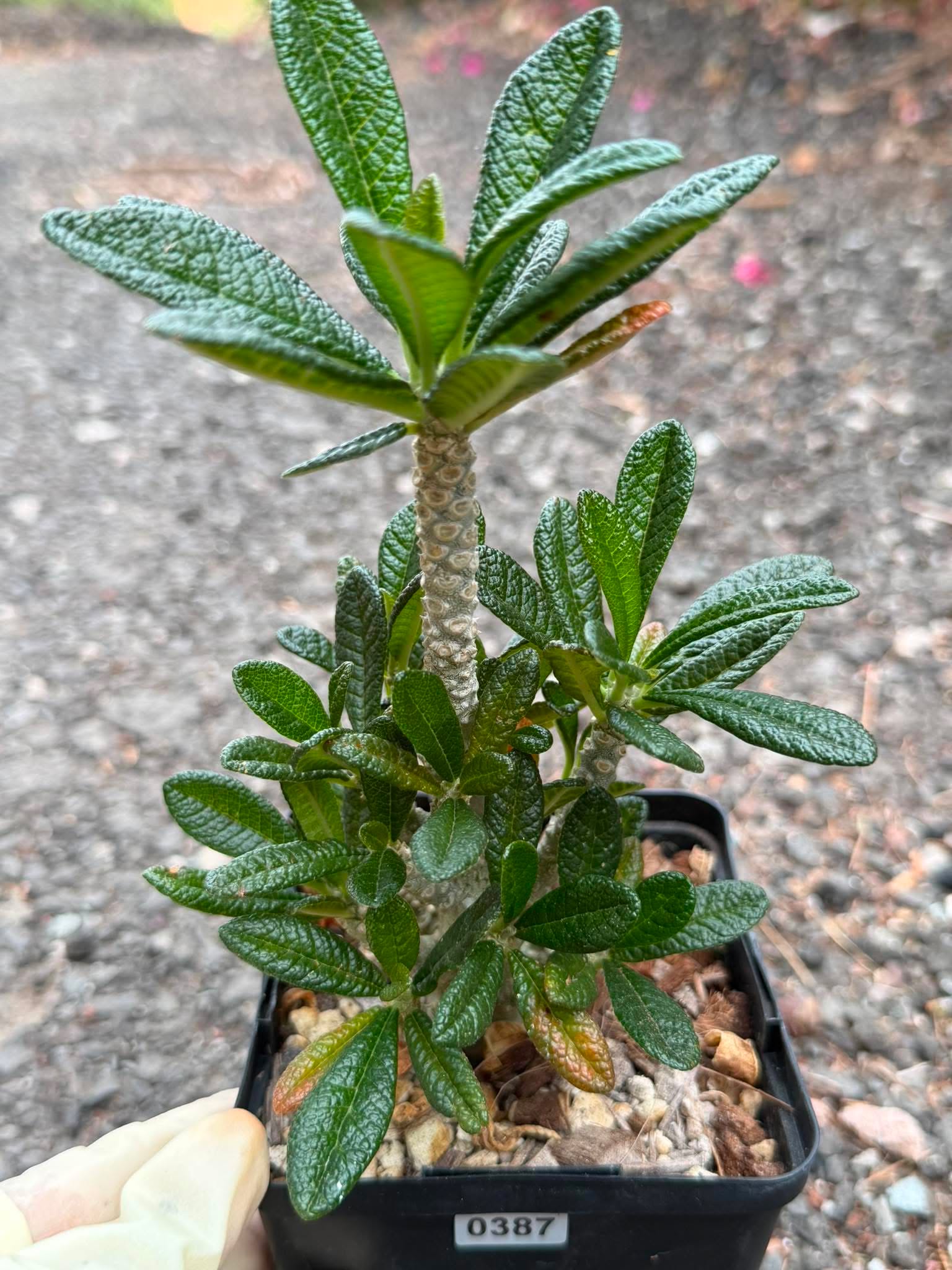 Dorstenia Gigas #387 – Rare Caudex Succulent, 7" Tall in 6" Pot, Exotic Collector Plant