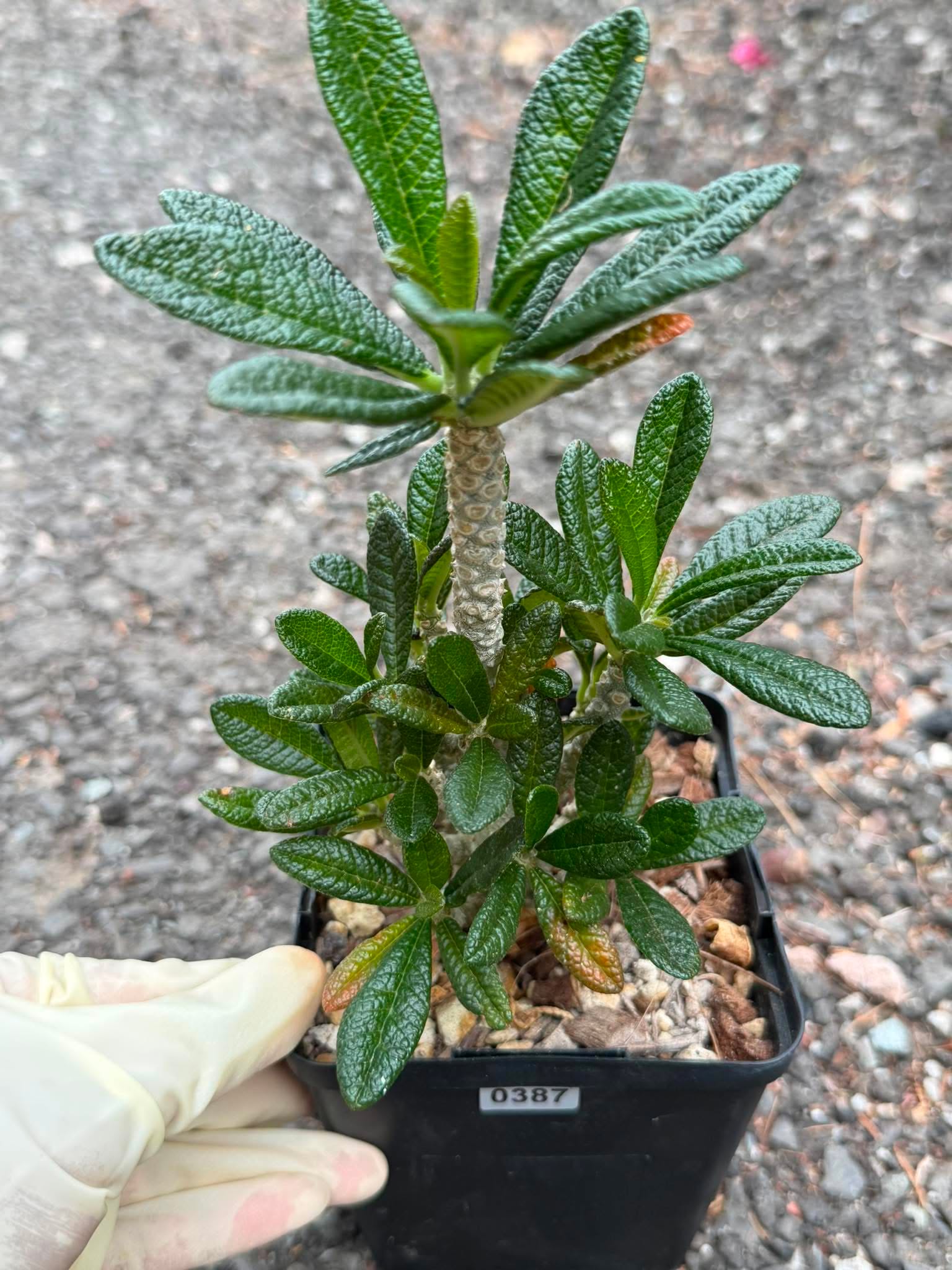 Dorstenia Gigas #387 – Rare Caudex Succulent, 7" Tall in 6" Pot, Exotic Collector Plant