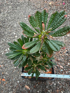 Dorstenia Gigas #379 – Rare Caudex Succulent, 10" Tall in 6" Pot, Exotic Collector Plant