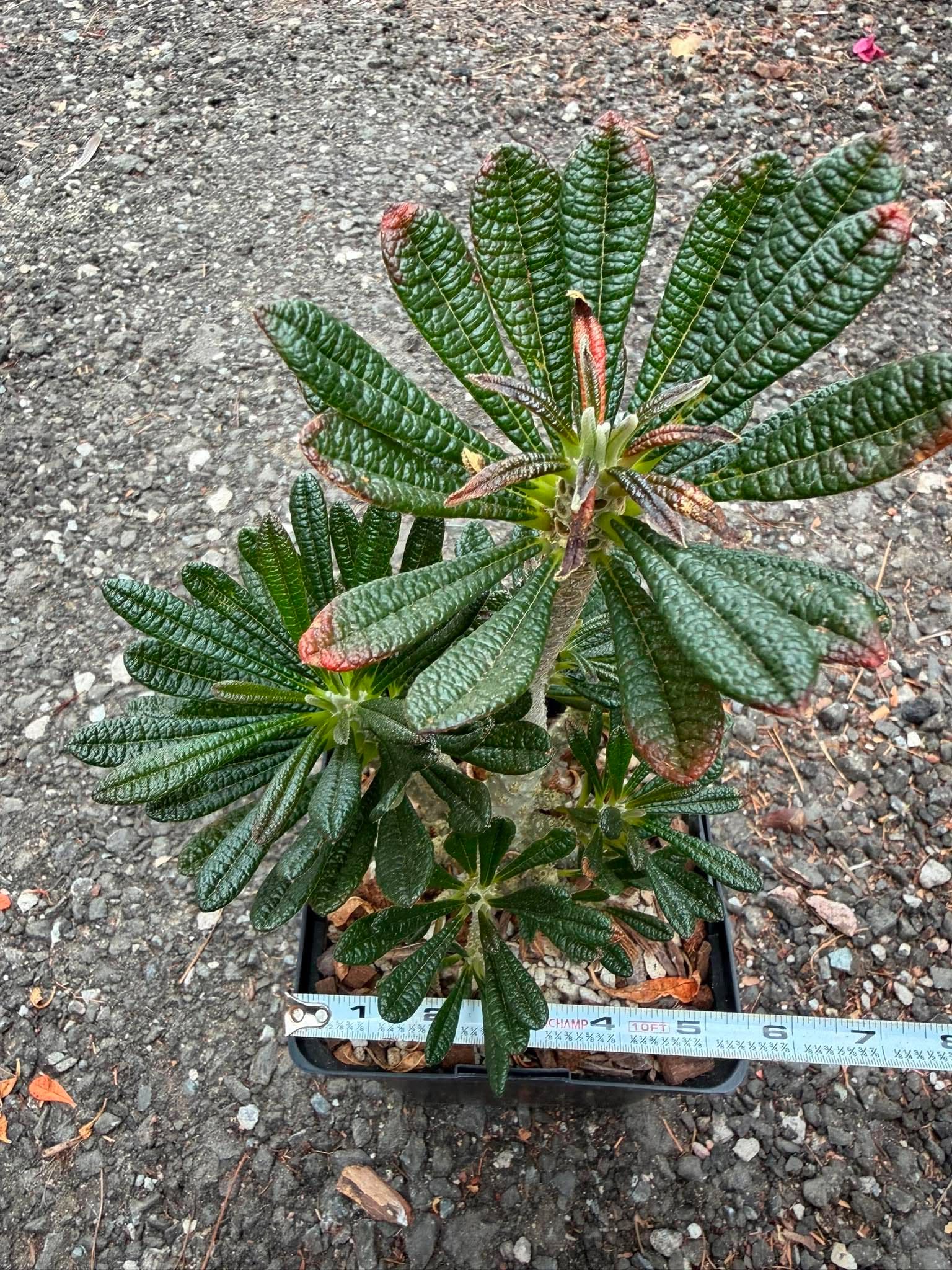 Dorstenia Gigas #379 – Rare Caudex Succulent, 10" Tall in 6" Pot, Exotic Collector Plant