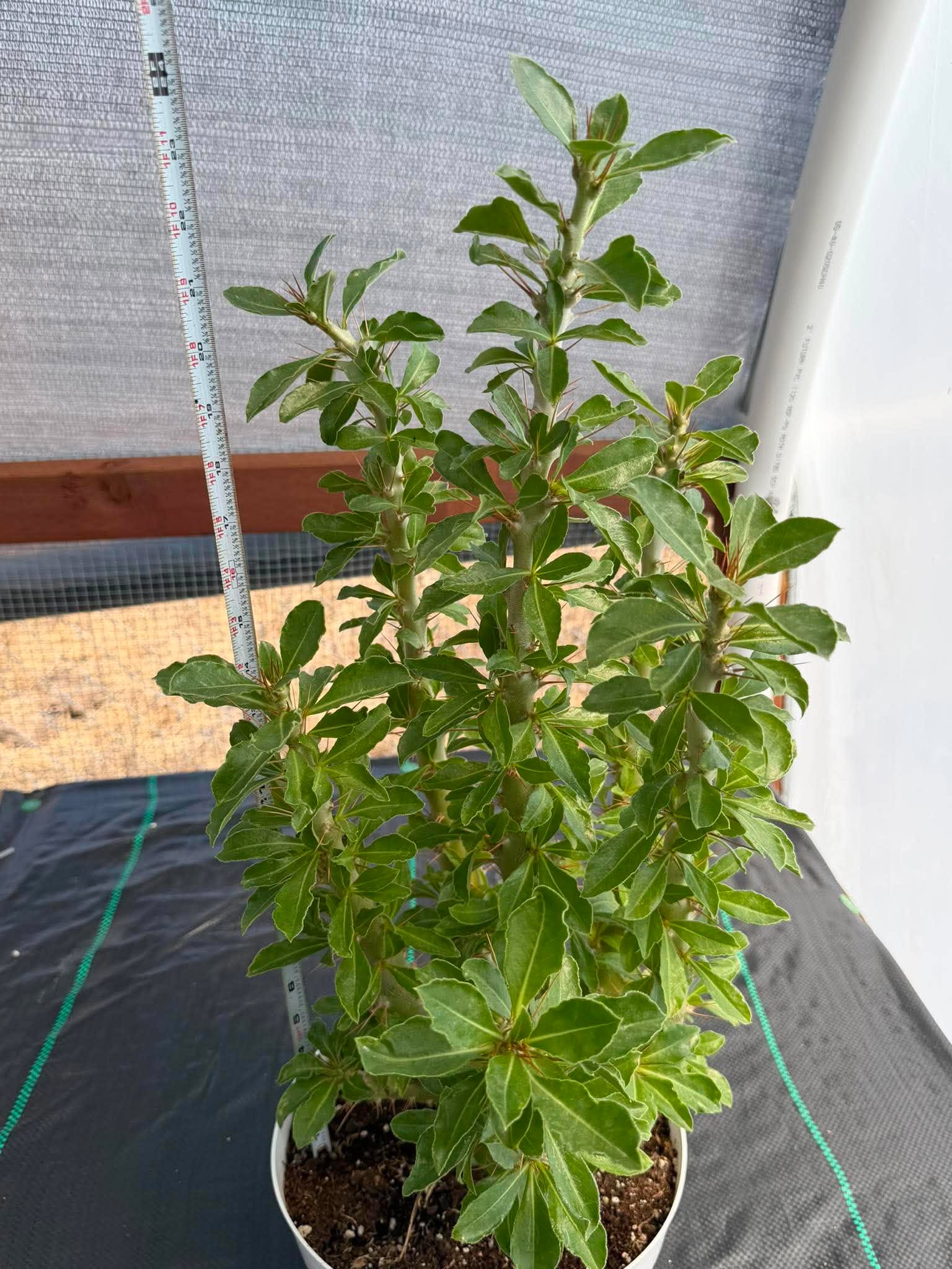 Pachypodium saundersii | Rare Caudiciform Succulent | Premium Collector Plant with Sculptural Caudex