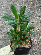 Dorstenia Gigas #387 – Rare Caudex Succulent, 7" Tall in 6" Pot, Exotic Collector Plant