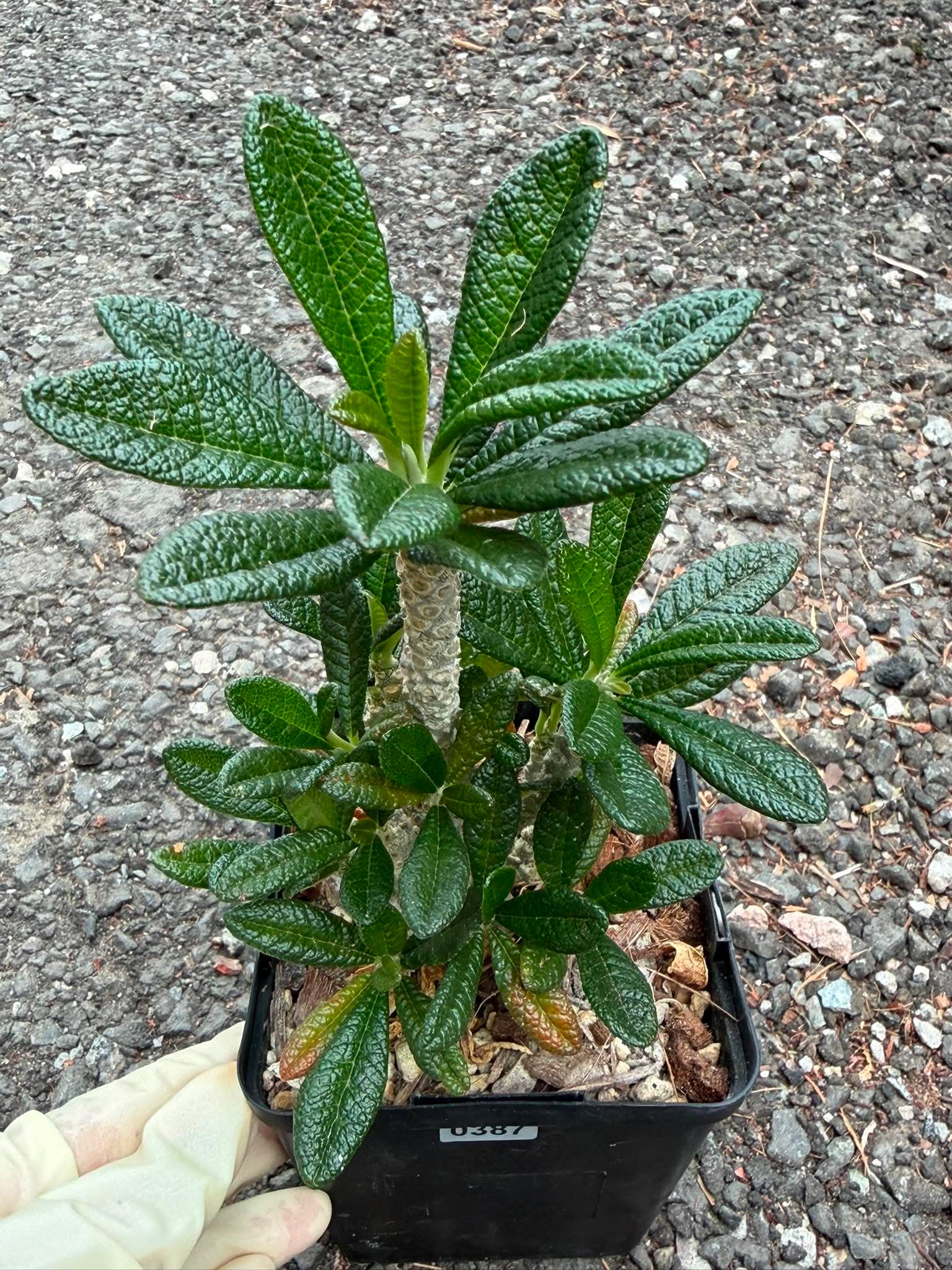 Dorstenia Gigas #387 – Rare Caudex Succulent, 7" Tall in 6" Pot, Exotic Collector Plant