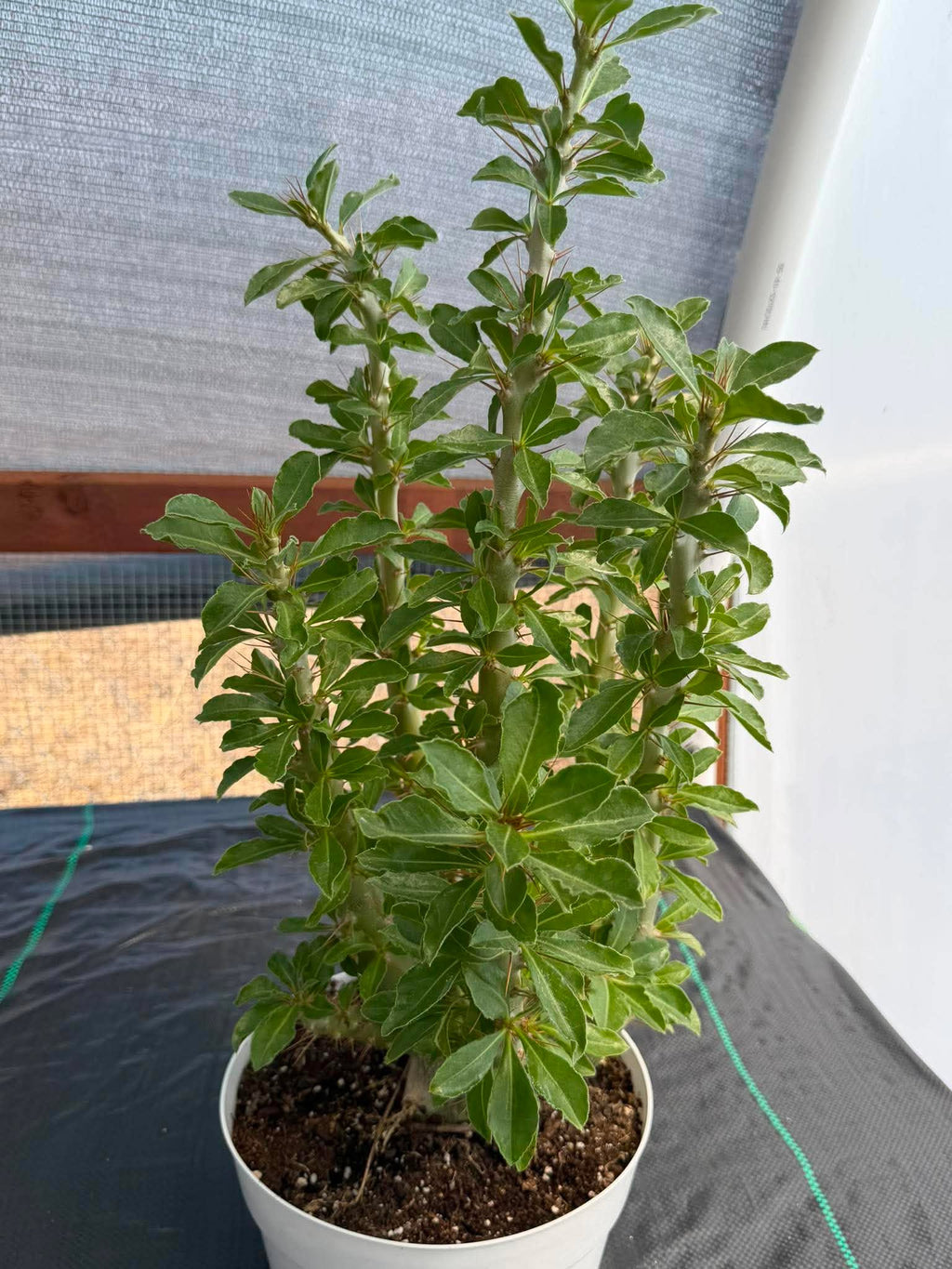 Pachypodium saundersii | Rare Caudiciform Succulent | Premium Collector Plant with Sculptural Caudex