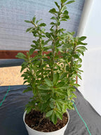 Pachypodium saundersii | Rare Caudiciform Succulent | Premium Collector Plant with Sculptural Caudex