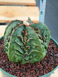 Astrophytum Fukuyu #618 | Rare Collector Cactus