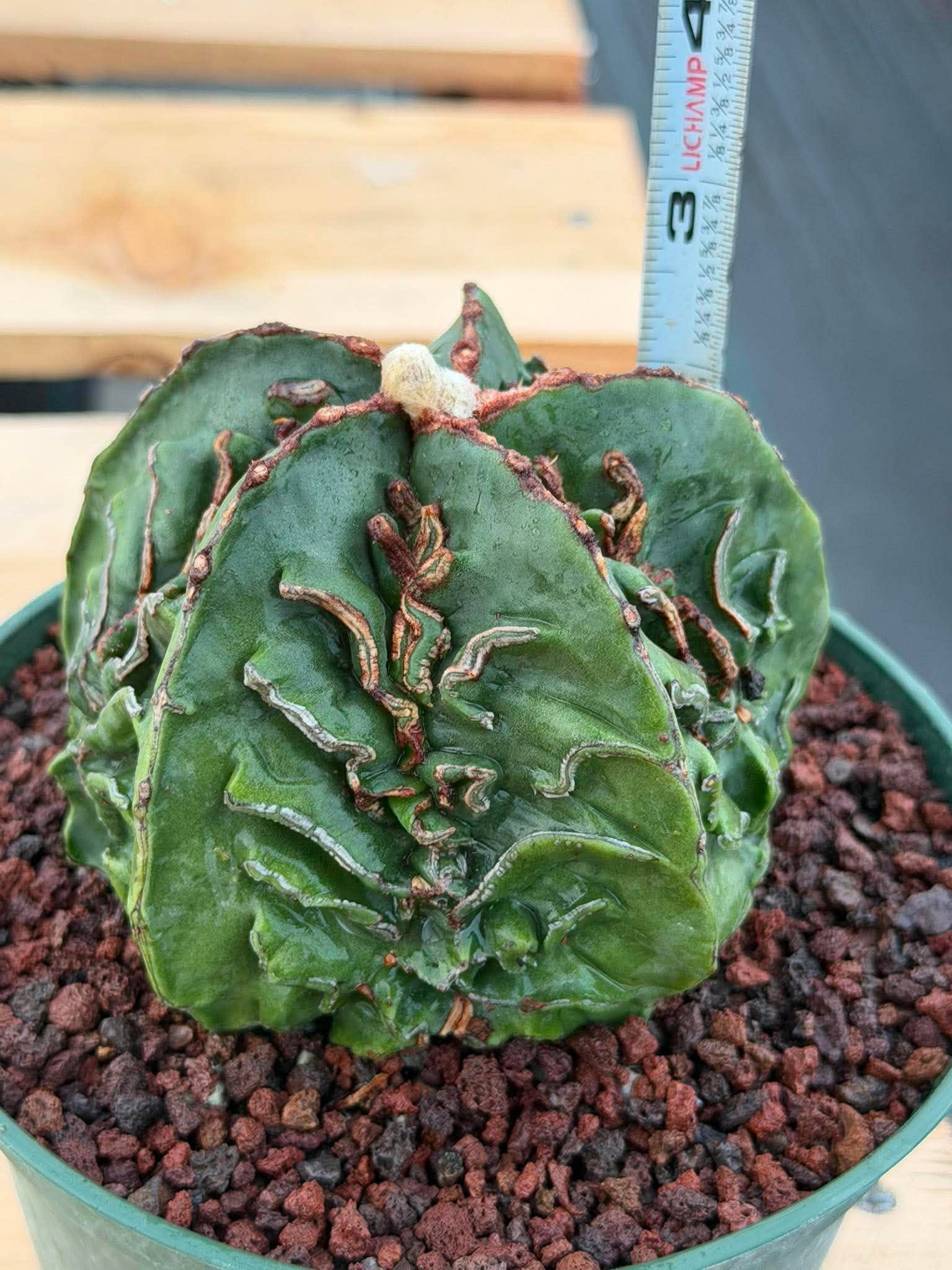 Astrophytum Fukuyu #618 | Rare Collector Cactus