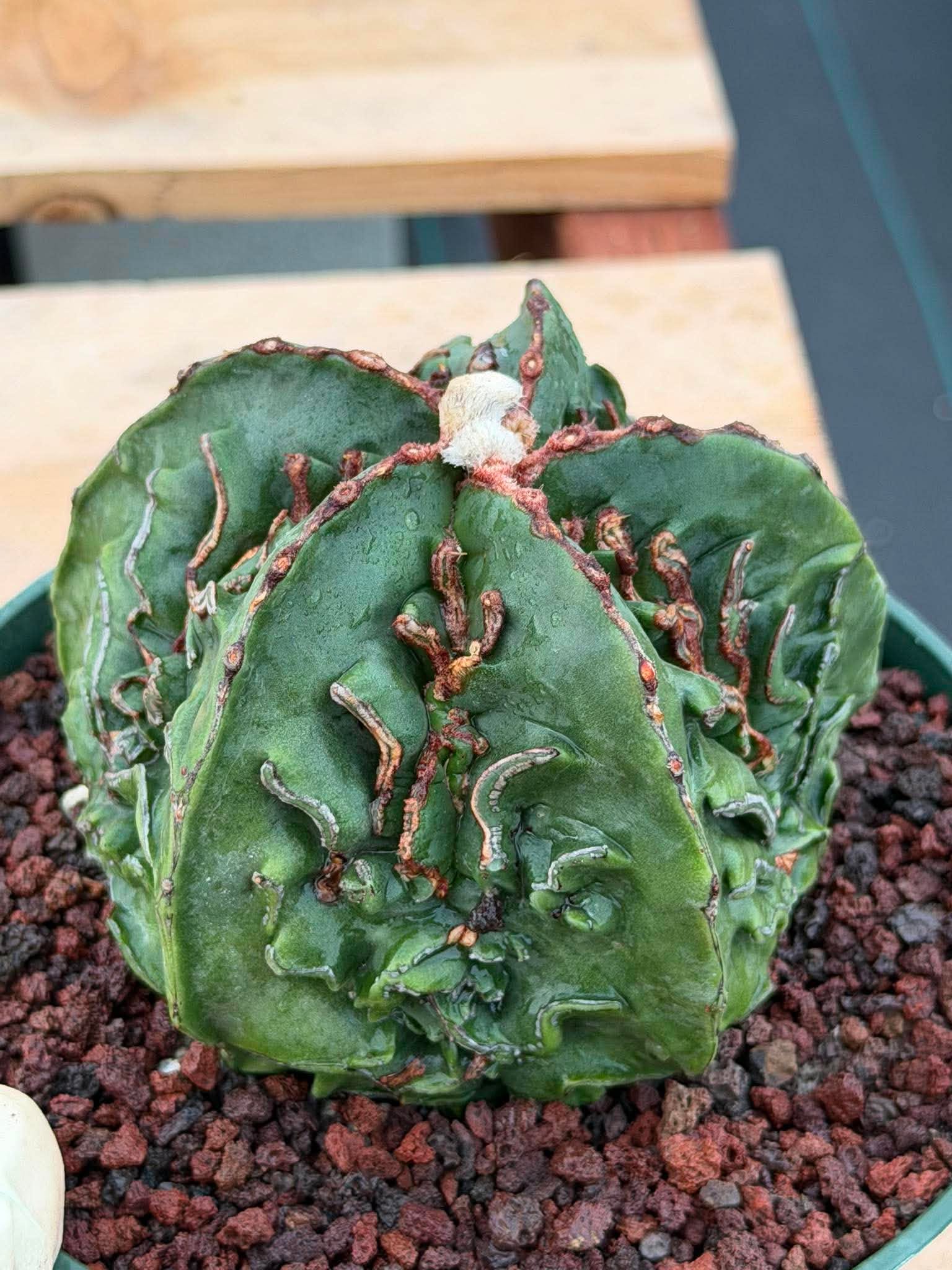 Astrophytum Fukuyu #618 | Rare Collector Cactus