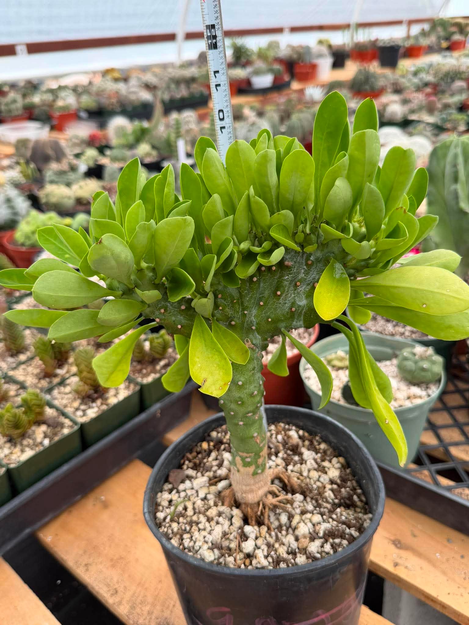 Rare Euphorbia Neriifolia f. Cristata Crested Succulent Cactus Collector Plant