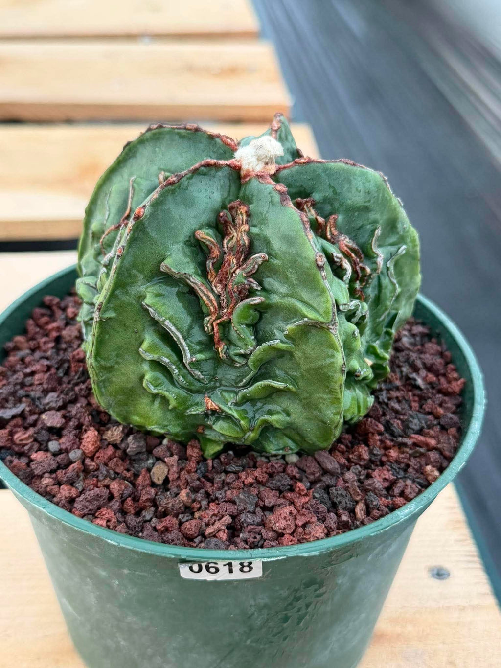 Astrophytum Fukuyu #618 | Rare Collector Cactus