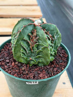 Astrophytum Fukuyu #618 | Rare Collector Cactus