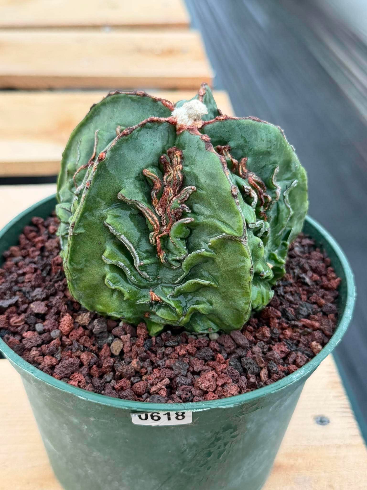 Astrophytum Fukuyu #618 | Rare Collector Cactus