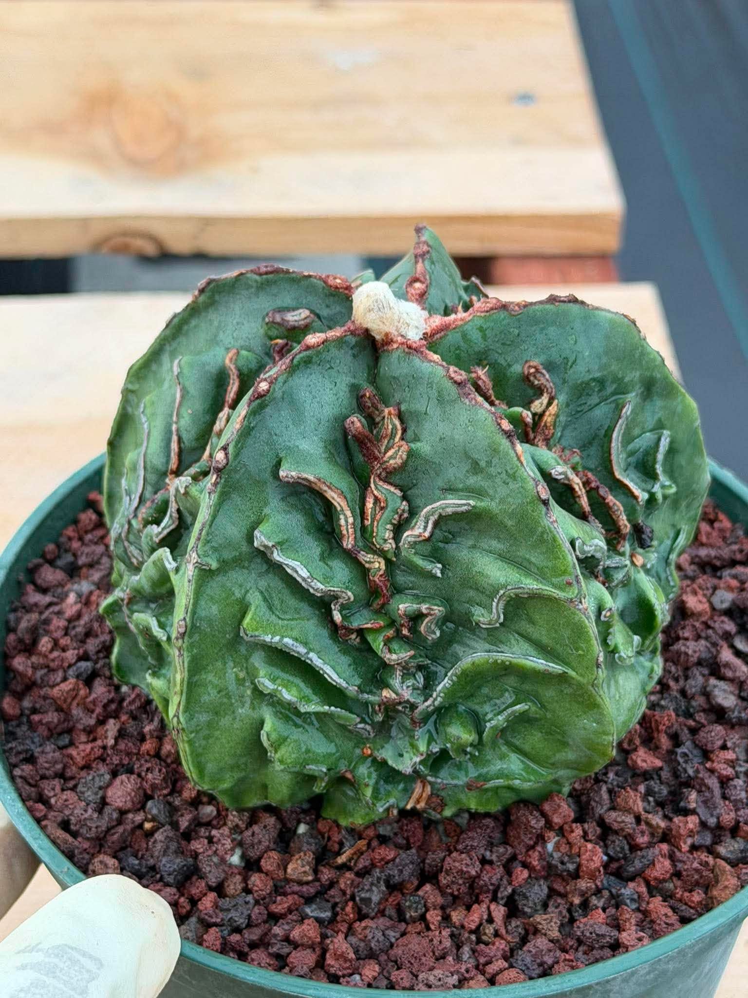 Astrophytum Fukuyu #618 | Rare Collector Cactus