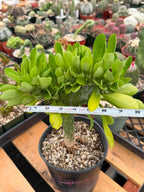 Rare Euphorbia Neriifolia f. Cristata Crested Succulent Cactus Collector Plant