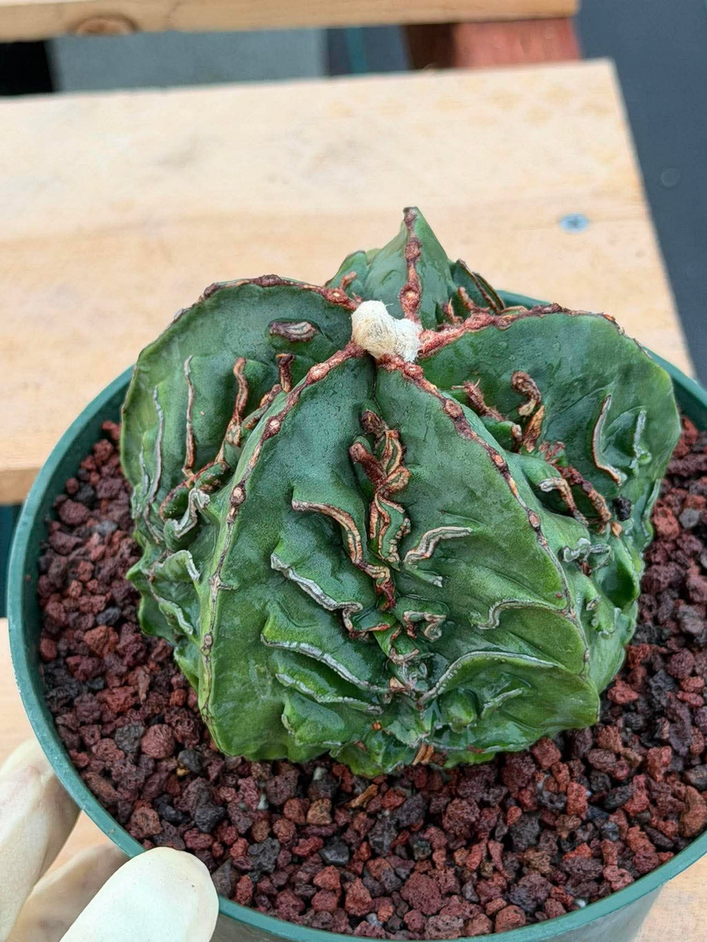 Astrophytum Fukuyu #618 | Rare Collector Cactus