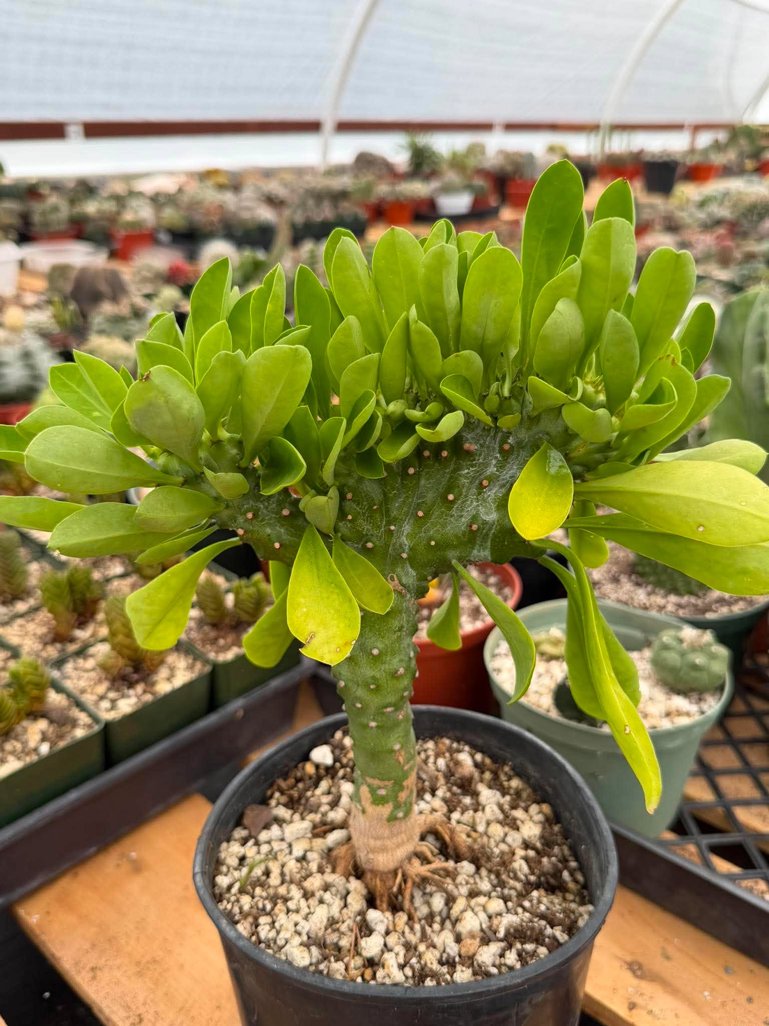 Rare Euphorbia Neriifolia f. Cristata Crested Succulent Cactus Collector Plant