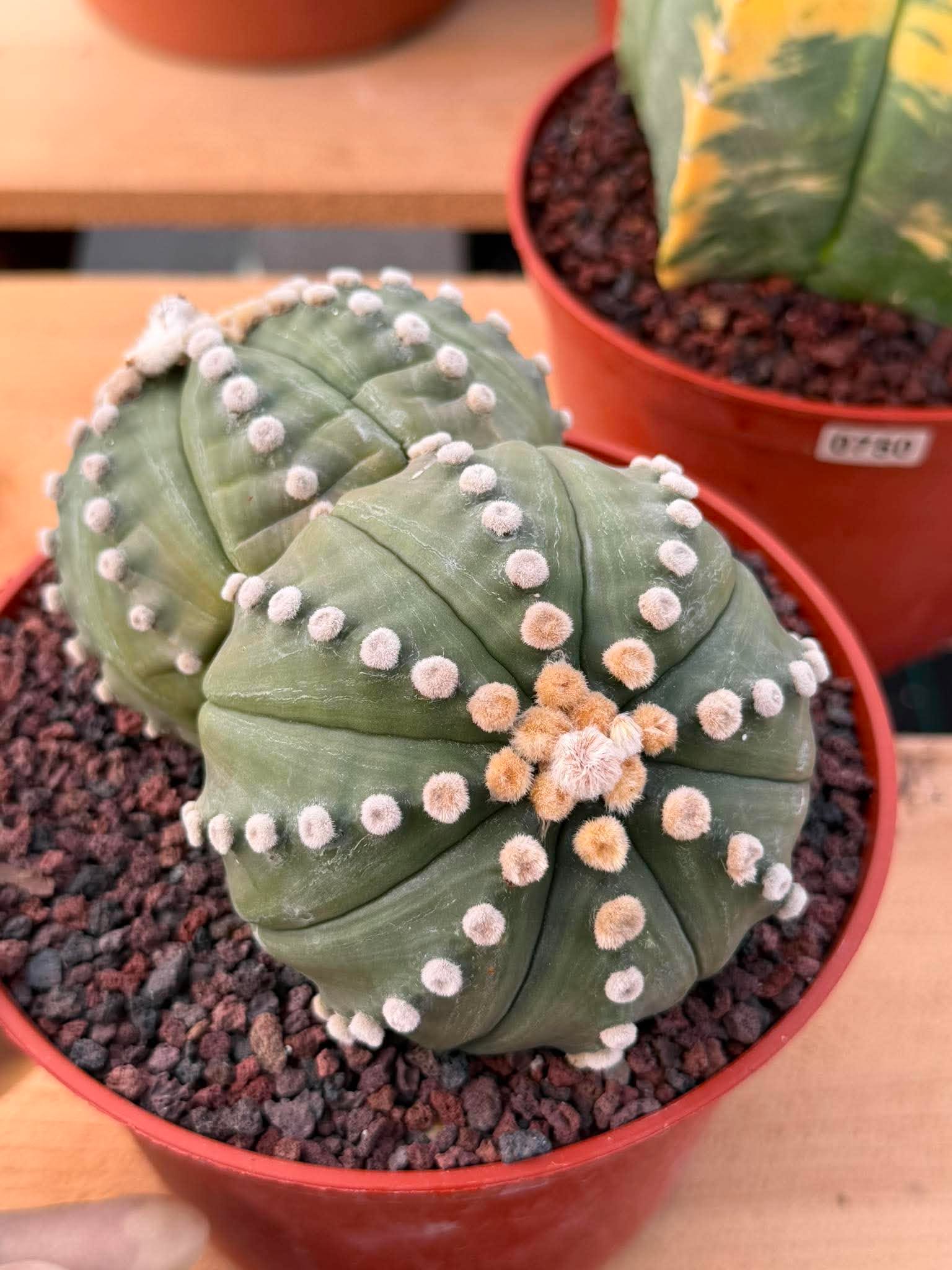 Double Head Astrophytum Rensei – Rare Seed‑Grown Collector Cactus – Unique Succulent Plant