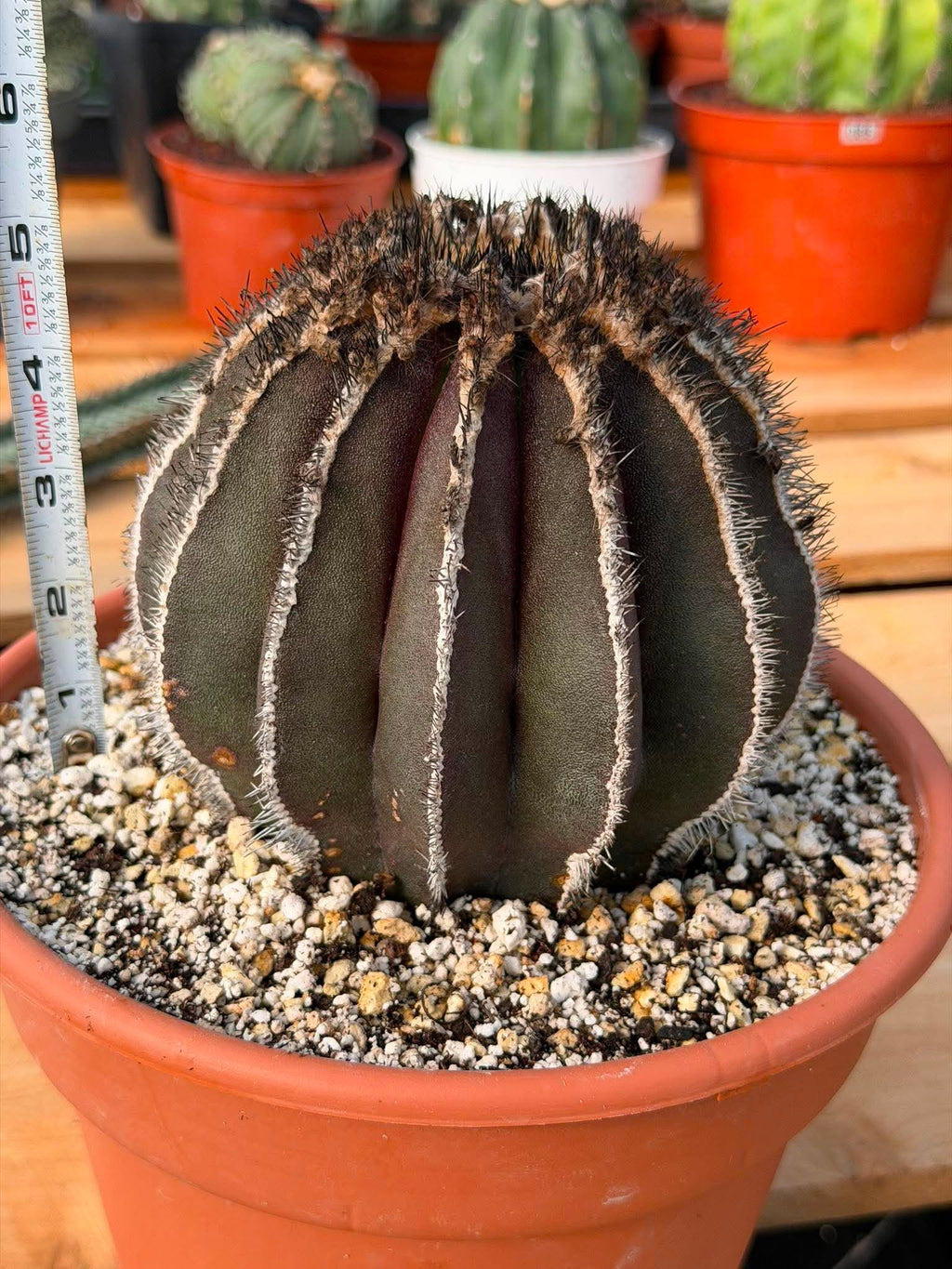 Rare Uebelmannia Pectinifera Cactus – Collector-Grade Brazilian Specimen, 6" Tall