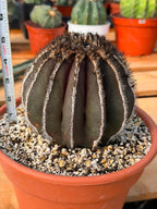 Rare Uebelmannia Pectinifera Cactus – Collector-Grade Brazilian Specimen, 6" Tall
