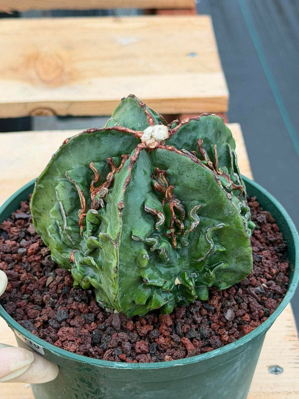 Astrophytum Fukuyu #618 | Rare Collector Cactus