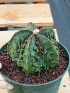 Astrophytum Fukuyu #618 | Rare Collector Cactus