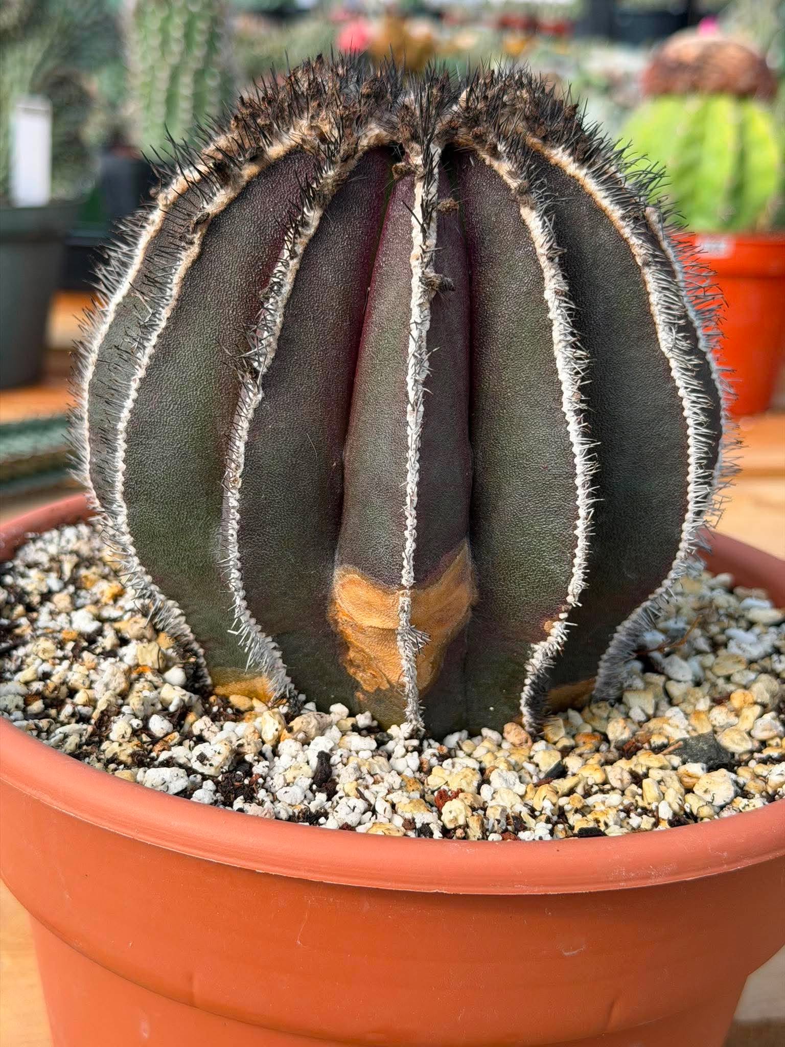 Rare Uebelmannia Pectinifera Cactus – Collector-Grade Brazilian Specimen, 6" Tall