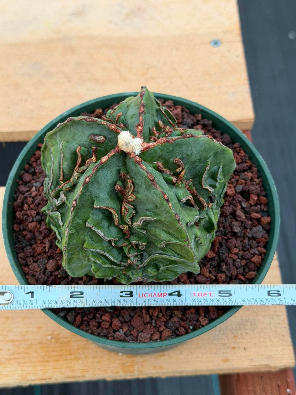 Astrophytum Fukuyu #618 | Rare Collector Cactus