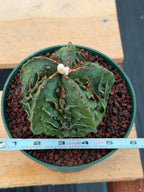 Astrophytum Fukuyu #618 | Rare Collector Cactus
