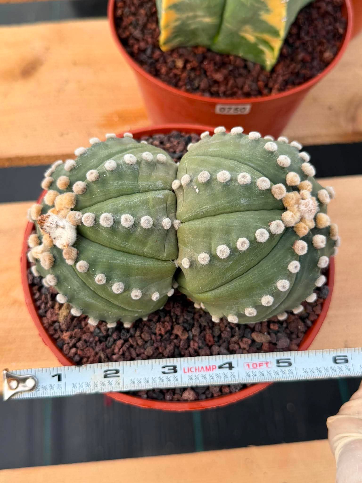 Double Head Astrophytum Rensei – Rare Seed‑Grown Collector Cactus – Unique Succulent Plant