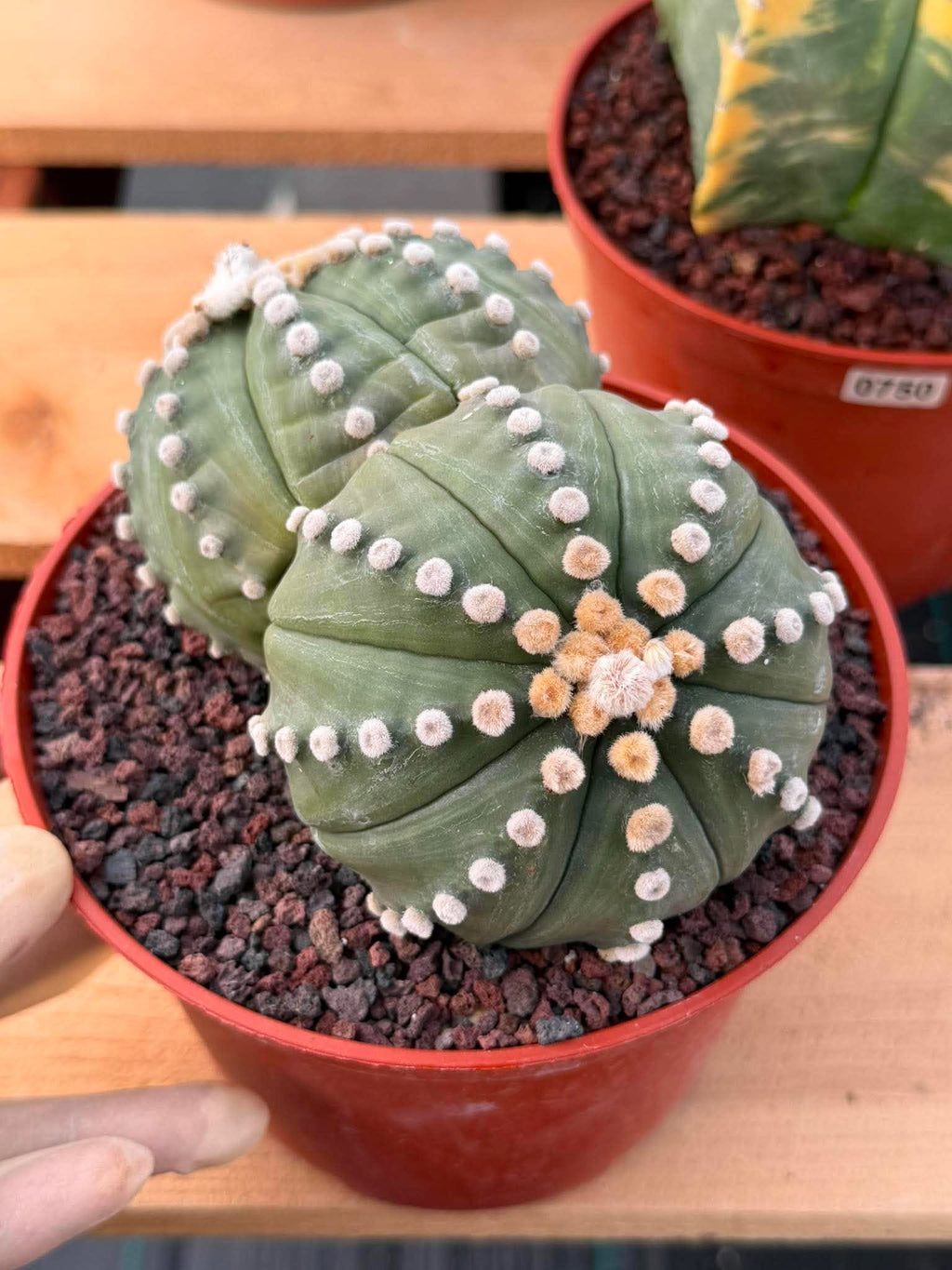 Double Head Astrophytum Rensei – Rare Seed‑Grown Collector Cactus – Unique Succulent Plant